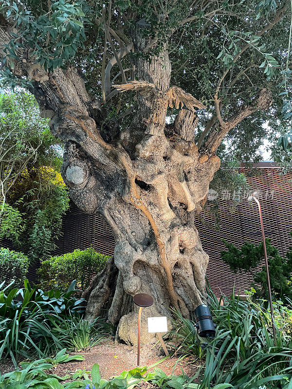 大的，古老的欧洲橄榄树(Olea europaea)的图像扭曲，多节的扶壁，树干和根覆盖着绿色的地衣，重点在前景
